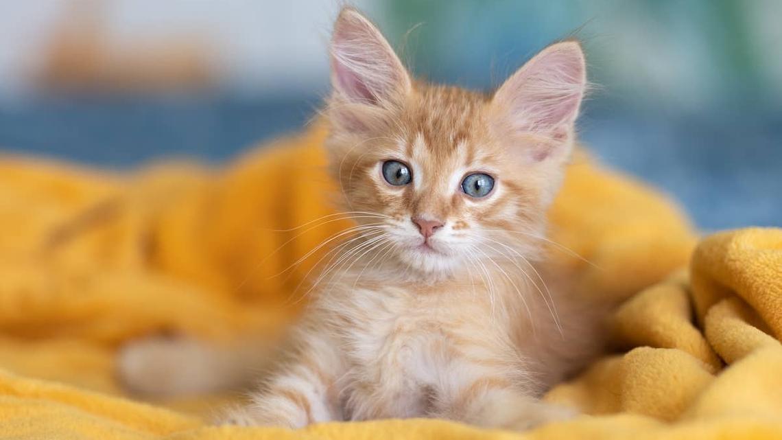 Orange Kitten Has the Sweetest Reaction To Spending Time in the Garden 