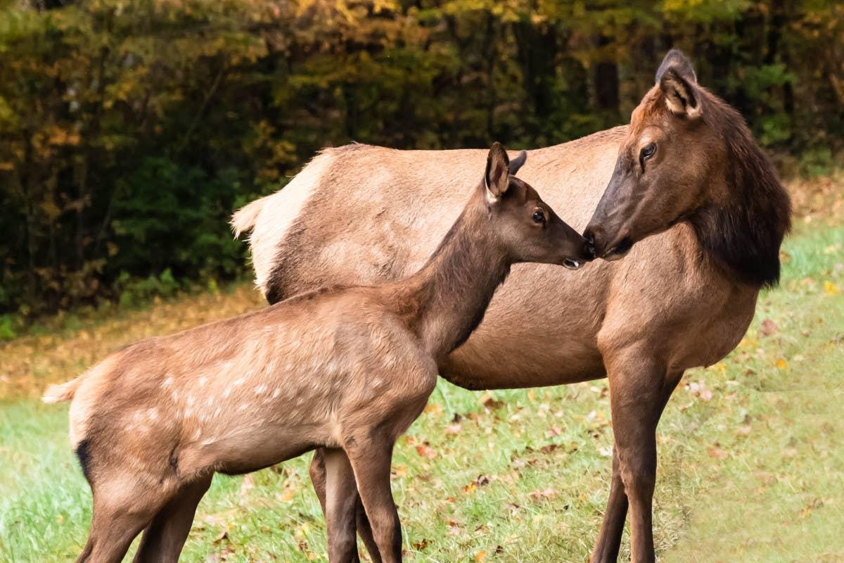  A wild elk and baby grazing in the mountains of western North Carolina.