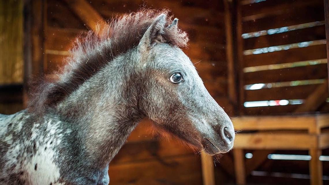 Mom Tries To Convince Tiny House Horse To Go Outside, but She's Absolutely Not Doing That 