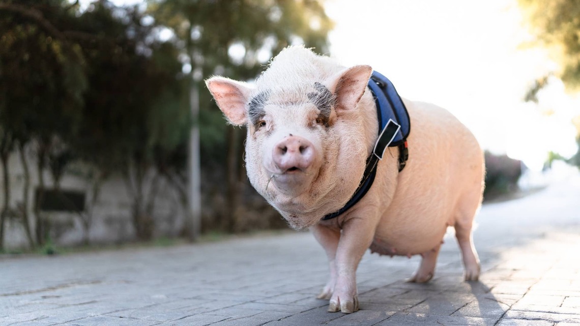 Hilarious House Pig Sounds Exactly Like an Iconic Dog Toy 