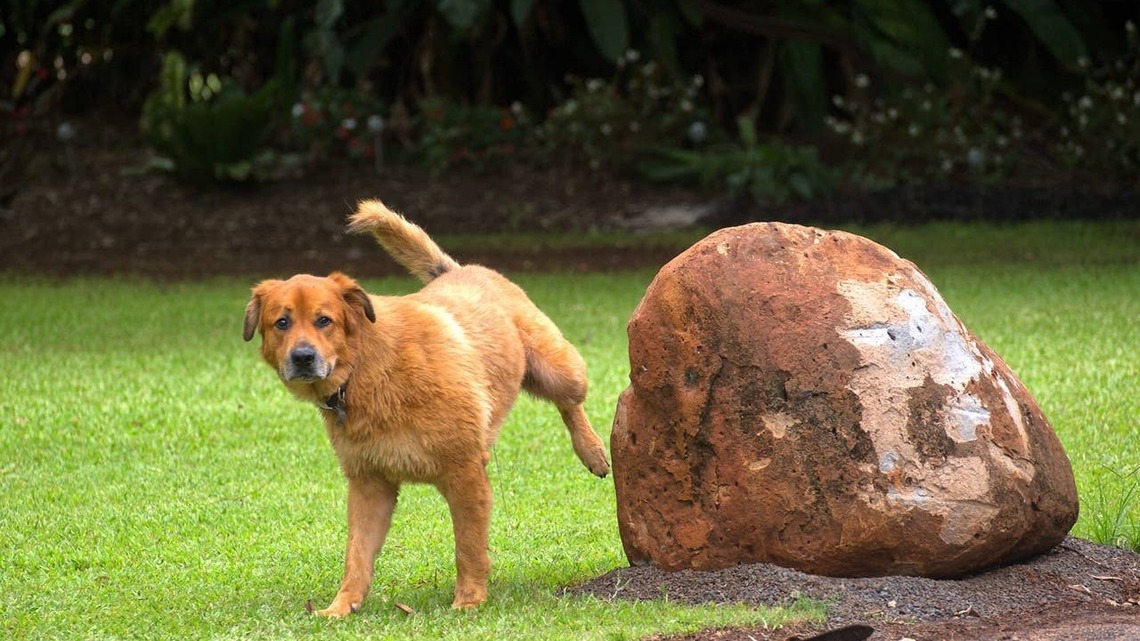 Dogs Peeingon Your Laen? An Expert Shares How to Stop It 