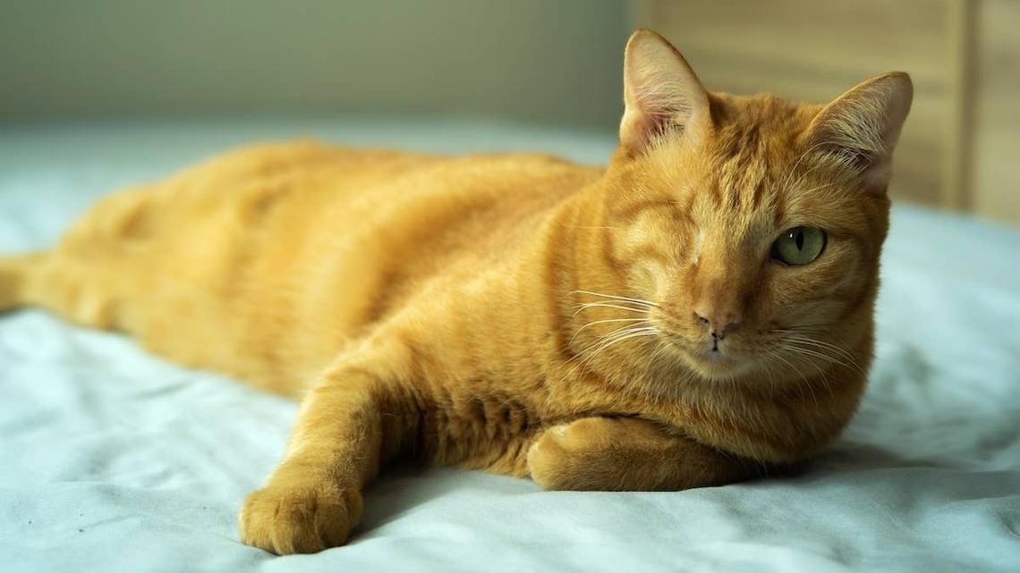 Orange Cat Notices One Change at Home and His Reaction Says Everything 