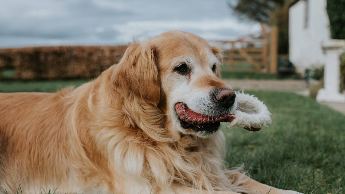 Senior Golden Retriever 'Acts Like a Puppy Again' During a Rare, Wholesome Moment of Mischief 