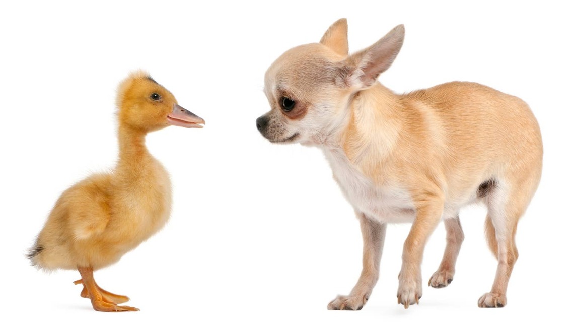 Little Chihuahua Who Doesn't Like Other Dogs Finds an Unlikely Best Friend in a Tiny Duck 