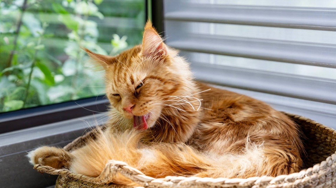 Maine Coon Mamas Raise Their Kittens Together in One Big Ball of Fluffy Love 
