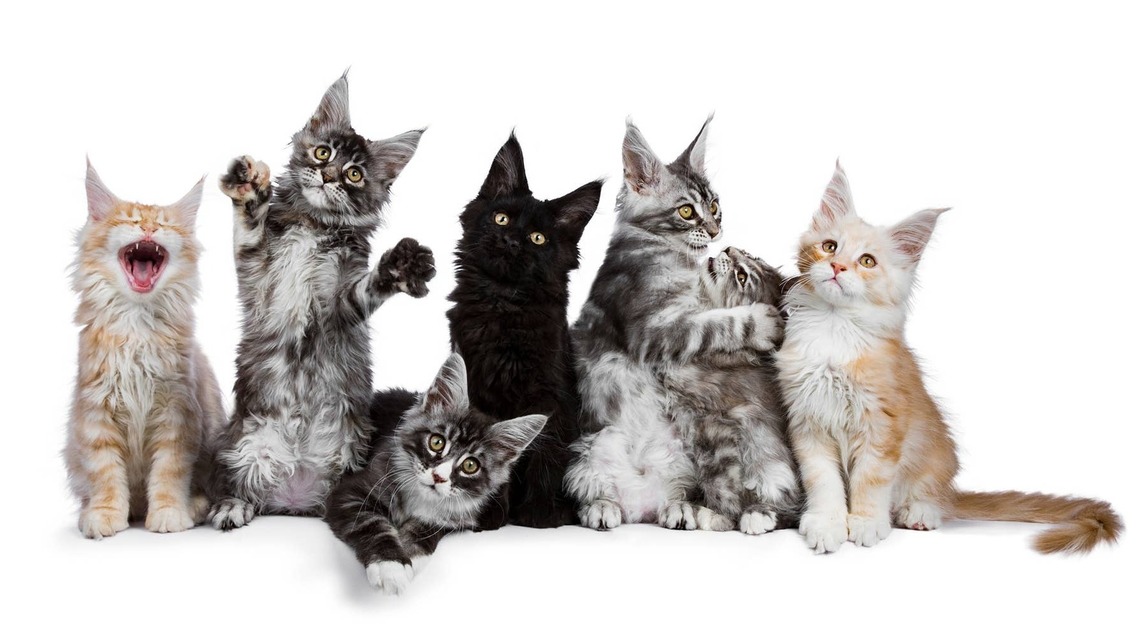 9 Maine Coon Kittens Demand Breakfast Like the Cutest Little Complaint Committee 