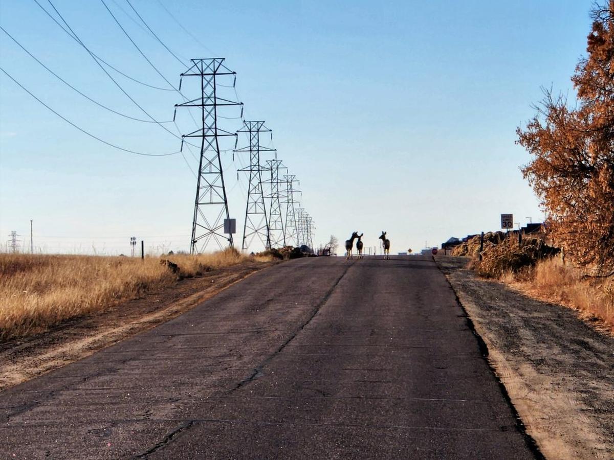  Mule Deer on a road in Rocky Mountain Arsenal National Wildlife Refuge in Denver. (Dr. Dave Kenny via SWNS) 