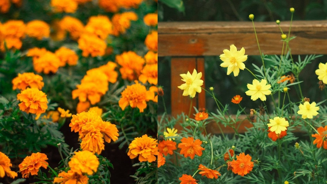 Marigolds & Cosmos: All About October's Birth Flowers 