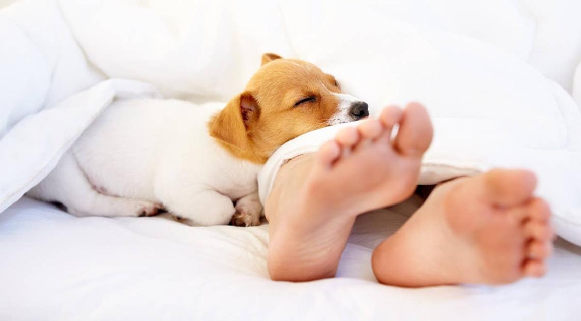  A dog sleeping at the end of the bed on it's owner's feet. 