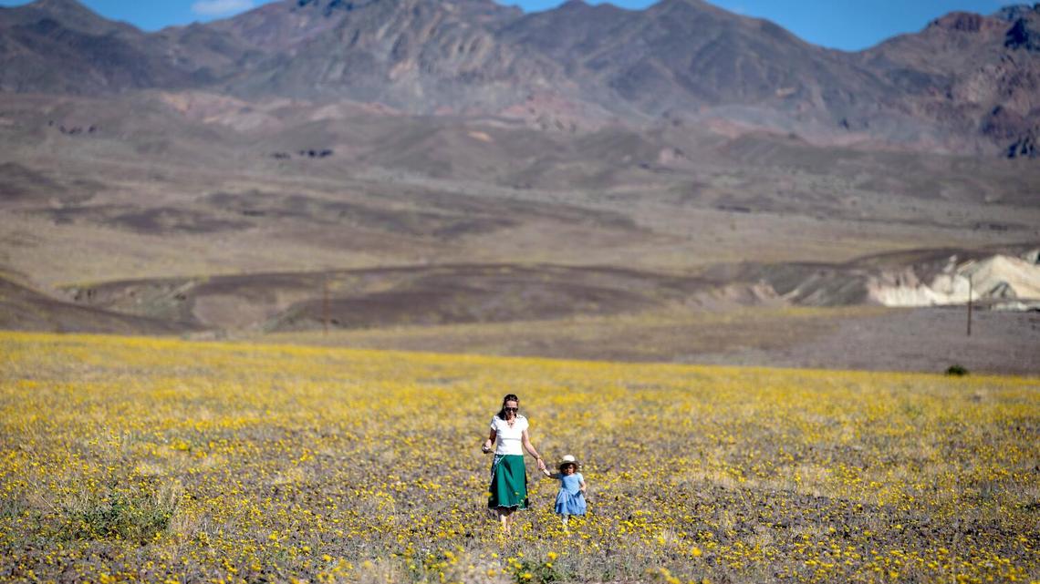 It's not a superbloom but California's desert wildflowers are putting on a show: Where to see them 