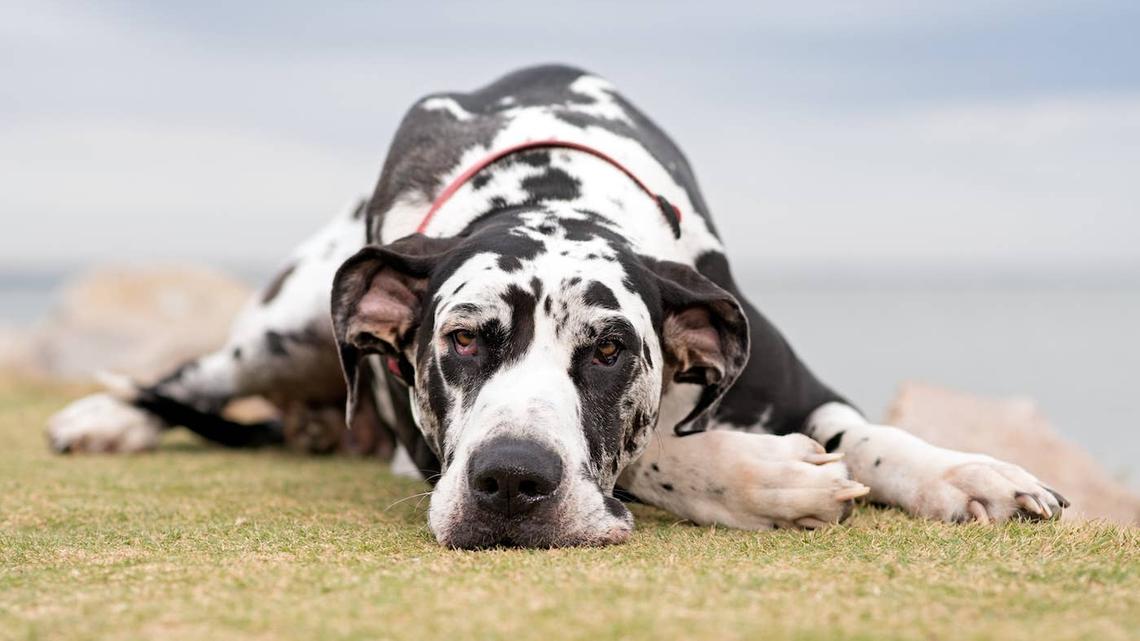 Great Danes Lounging by the Pool Look Just Like Walruses 