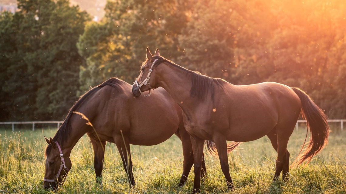 Mule Helps Scientists Build The Clearest Horse And Donkey Genomes Yet 