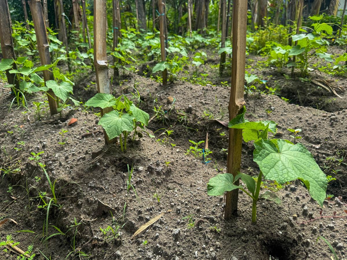  Cucumber trees are planted and grow well climbing on split bamboo used as climbing poles.