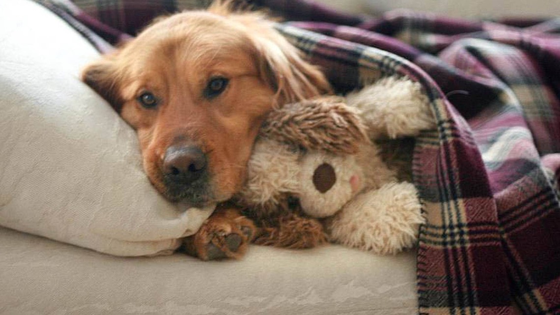 Golden Retriever's Tender Reaction To Getting a New Toy After Surgery Will Make You Say 'We Don't Deserve Dogs' 