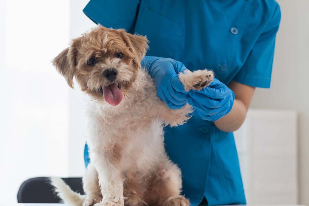  Veterinarian inspecting dog's paw.