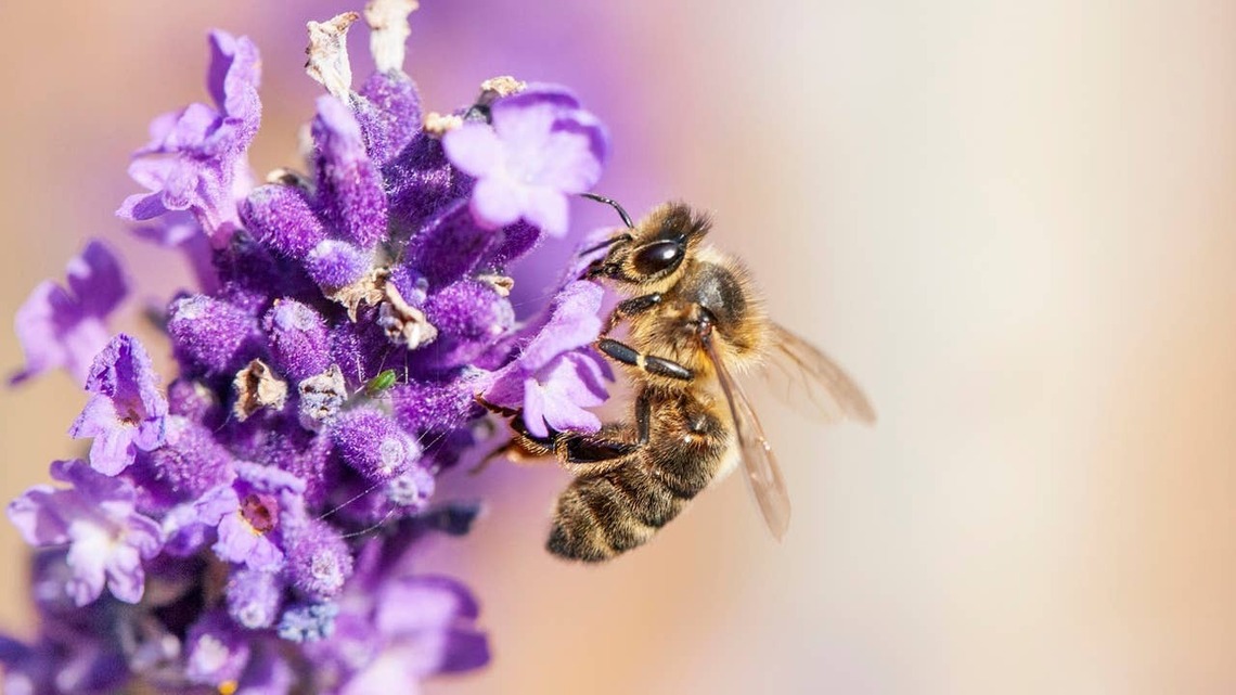 Want Bees to Thrive in Your Yard? Experts Say These Simple Changes Can Help 