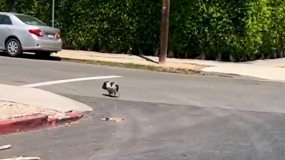 Runaway pig Wilbur captured in Los Angeles streets