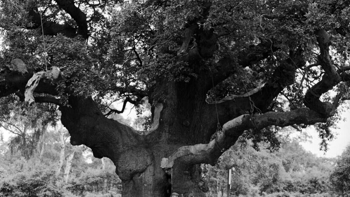 The Major Oak, ancient tree of Robin Hood legend, has died