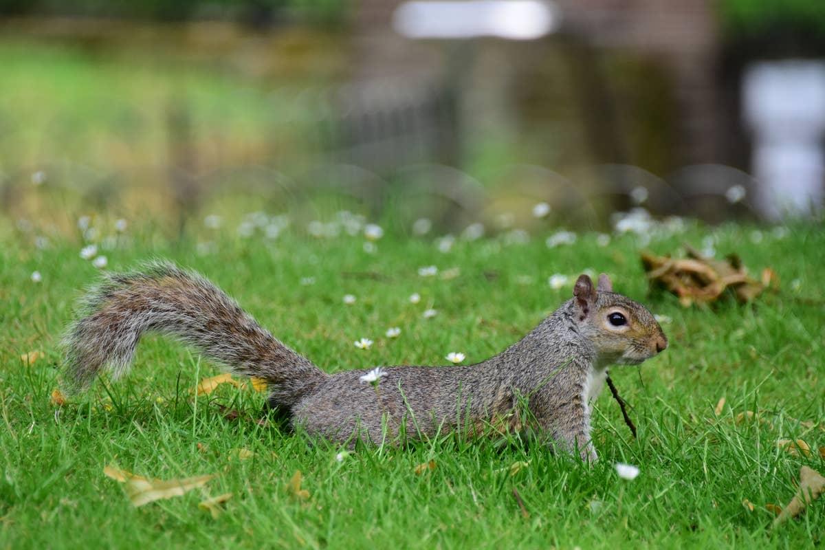  A squirrel in a residential yard.