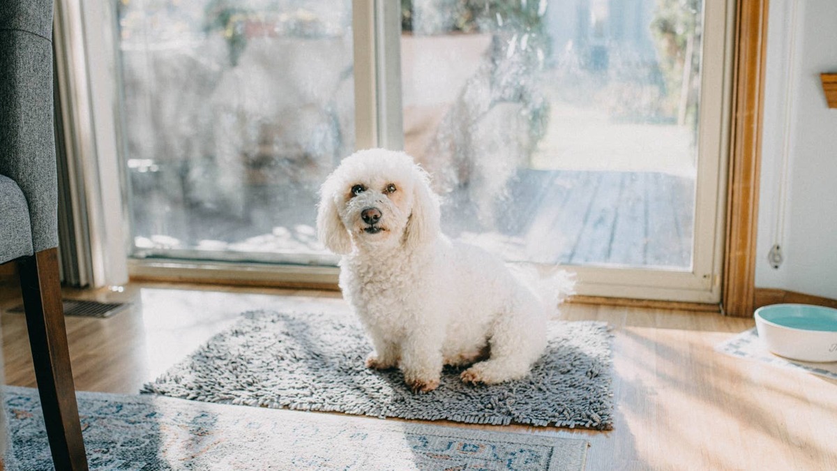 Small white dog sits at door.