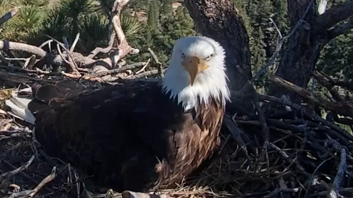 Why bald eagle Jackie's remains have 'spiritual significance'