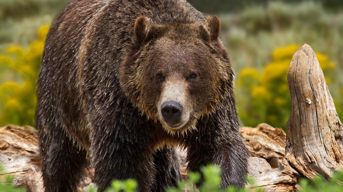 A grizzly bear on the move in Yellowstone National Park. (Dreamstime/TNS)