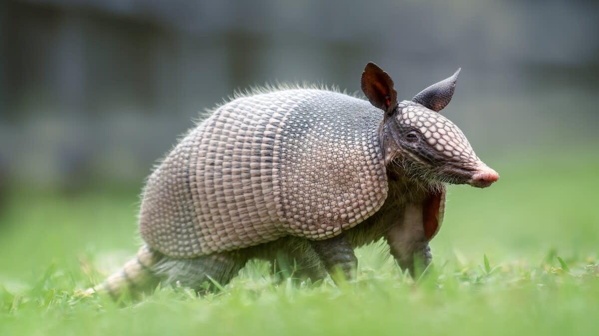 An Armadillo in the grass.
