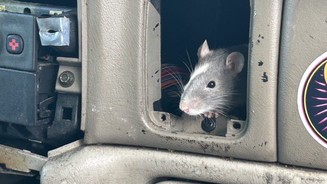 Police investigate man after 120 rats found in SUVs 