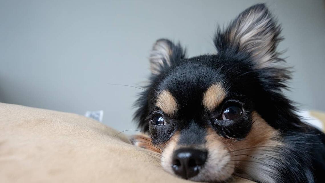 Dramatic Chihuahua Interrupts Mom's Workday To Demand a Massage 