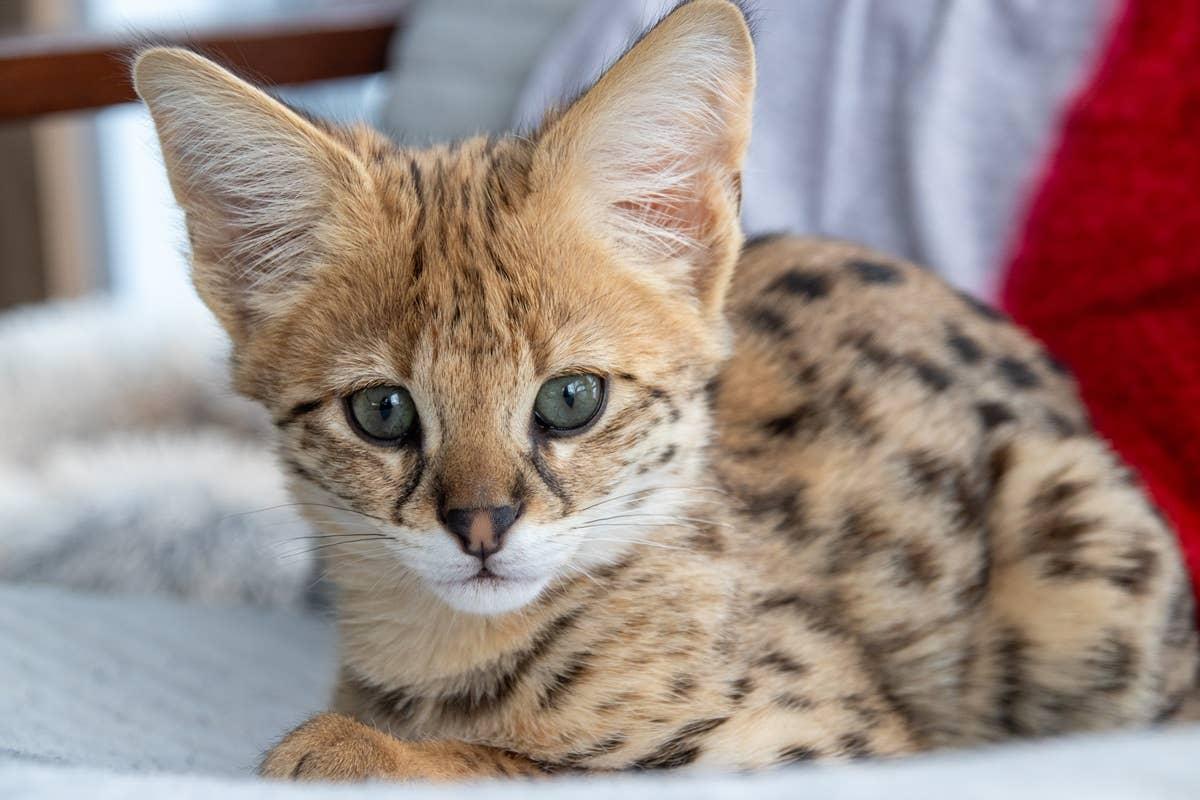  This high-energy cat can be hard for new cat owners to care for.