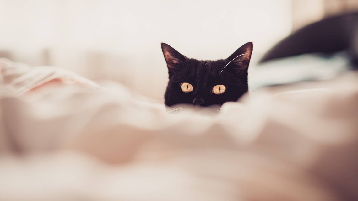 This 7.5-Inch Cat With Short Spine Syndrome May Be Tiny, but Her Heart Is Huge 