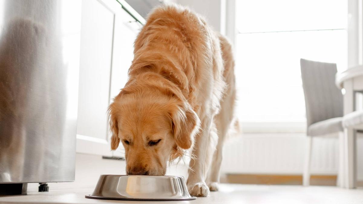 Golden retriever eating food.