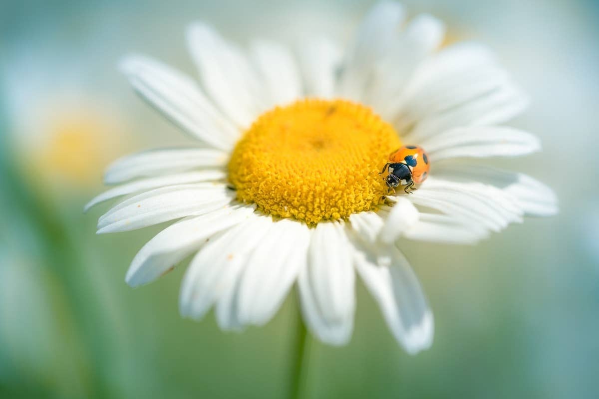  A ladybug on a flowering plant in a pollinator-friendly garden.