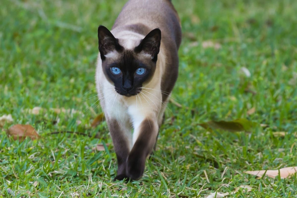  Tonkinese cats are surprisingly well-suited to heat.