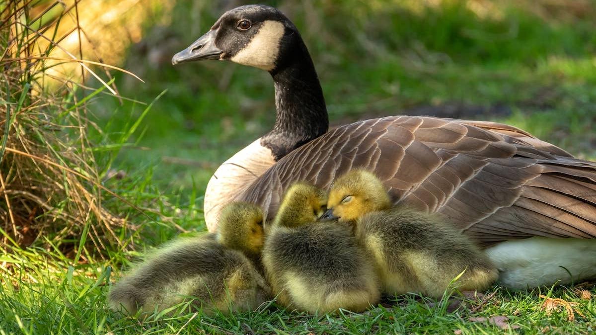 Mama goose and three goslings.