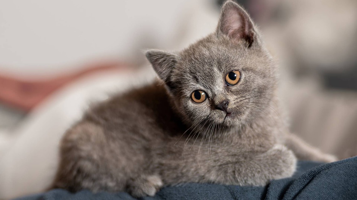 Fluffy Gray British Shorthair Kitten Is 'Such a Tiny Muffin,' and It's Beyond Cute 