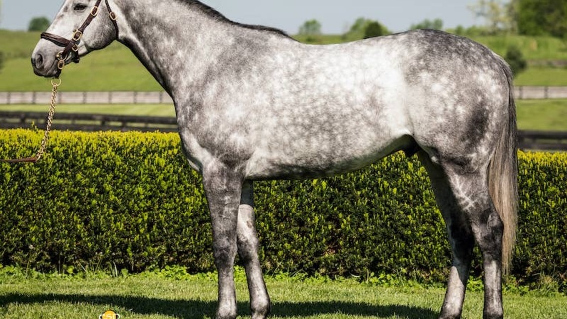 Creative Cause, Copper Bullet Relocate To Louisiana's Clear Creek Stud in 2027 