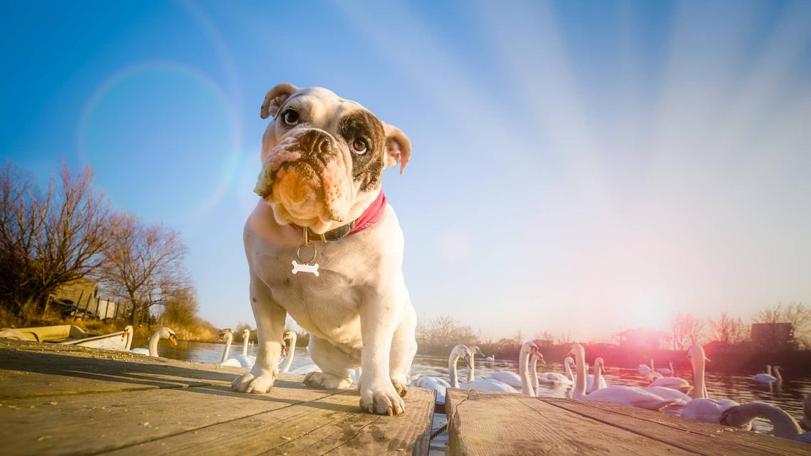 This Bulldog's Unbothered Attitude at Day Care Will Have You Laughing Out Loud 