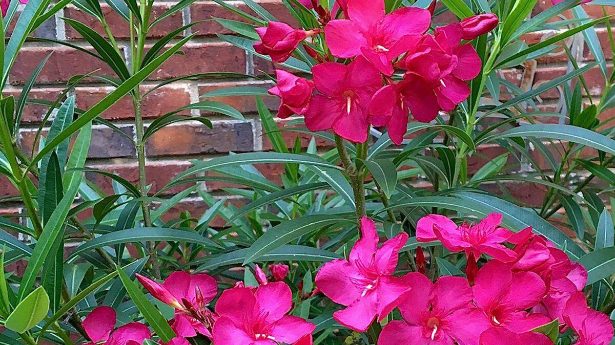 Austin Pretty Limits oleander sports bold deep pink blooms and lance shaped evergreen foliage offering exciting texture.