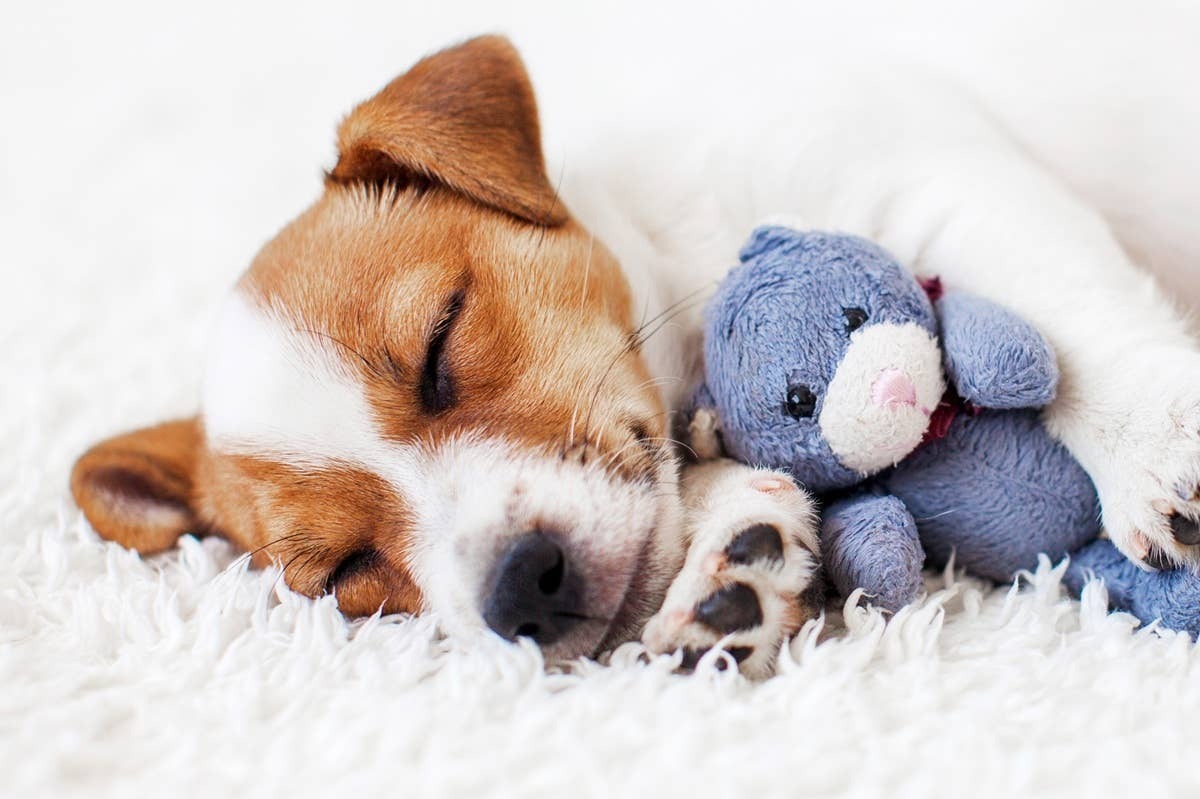  A favorite toy at bedtime can be a sweet sign your dog feels relaxed.