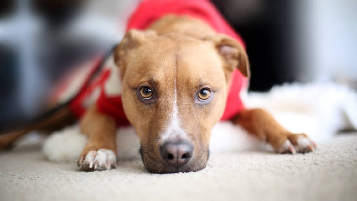 The Moment a Scared Shelter Dog Felt Safe Enough to Cuddle Proves a Little Love Goes a Long Way 