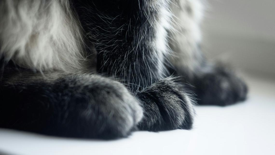 Humongous Maine Coon Cat Out on Walk With Mom Will Stop People in Their Tracks 