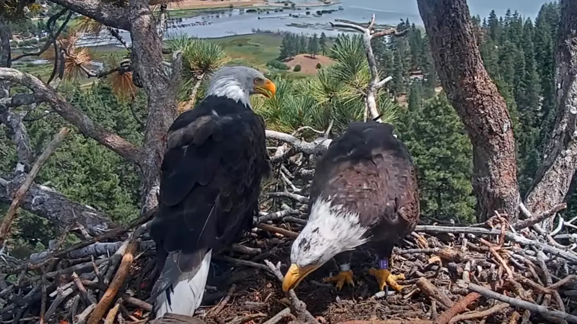 Celebrity bald eagle Shadow ‘highly likely' to nest up with new pal, biologist says 