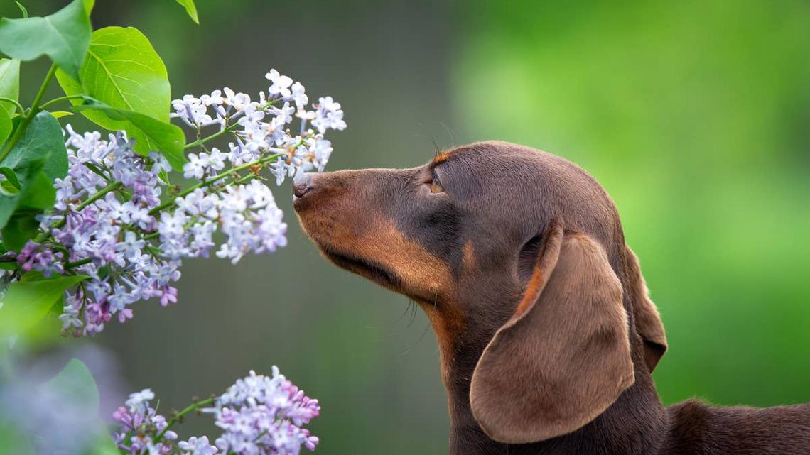 Dachshund Looks Like a Painting in the Middle of a Spring Petal Storm in Central Park 