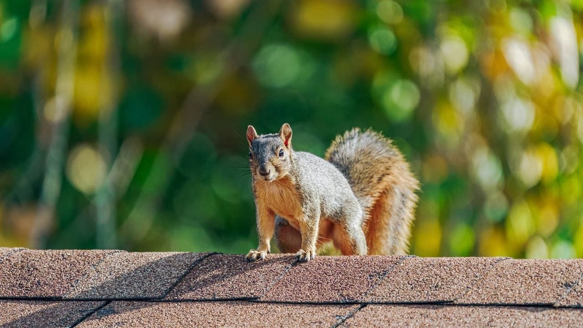 Wildlife Is Looking for Shelter This Fall. Here's How to Keep It Out of Your Home 