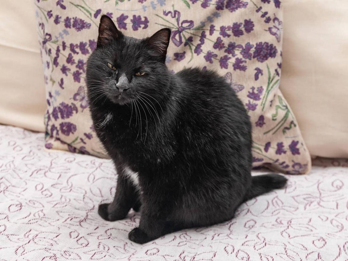  A black cat on a couch who is ready to play. 