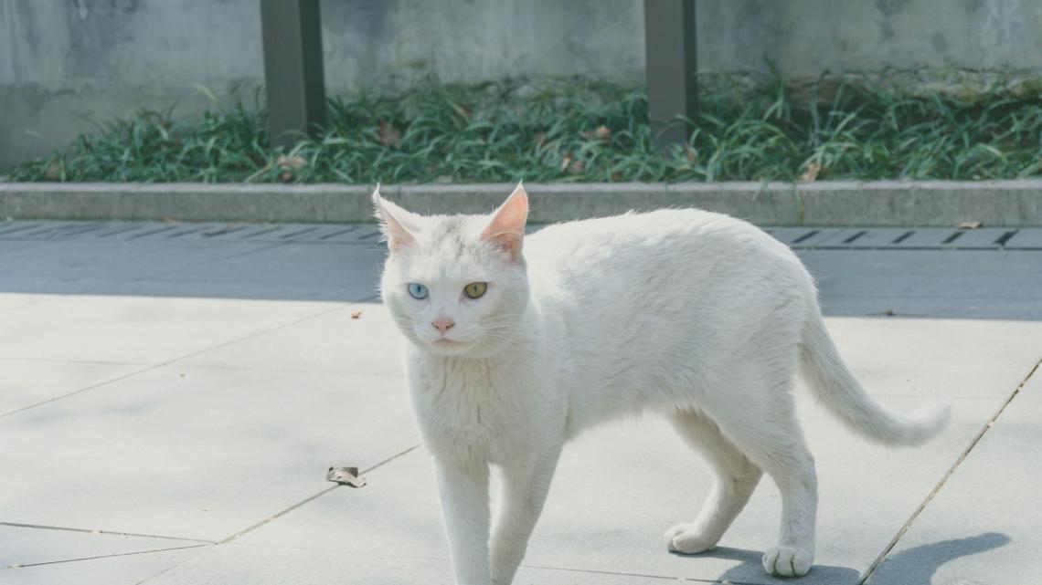Cat's Funny Meow Makes It Sound Like She's 'Been Smoking Her Whole Life'