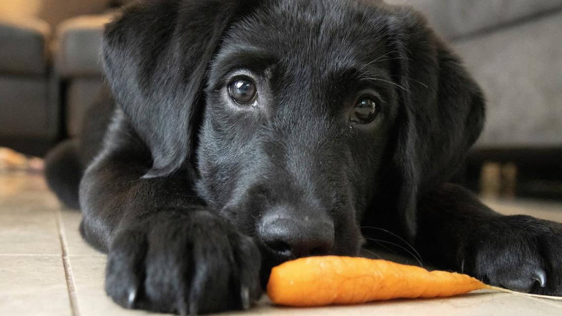 This Labrador Only Has Fancy Breakfasts, and We Are So Jealous 