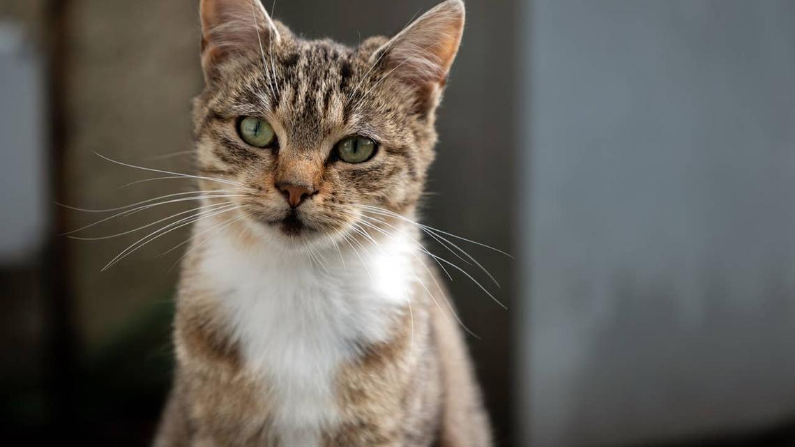 A cat with green eyes that has an Irish name. 