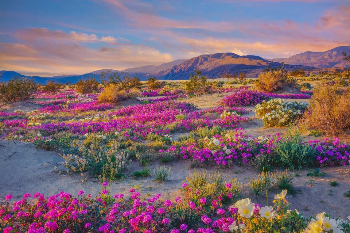 Rattlesnakes have been sighted in SoCal's Anza-Borrego Desert State Park. 